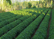 台湾高山茶，为何比较贵？