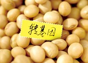 转基因食品导致绝育不可靠 仍需谨防4危害