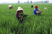 国务院办公厅印发《2017年食品安全重点工作安排》